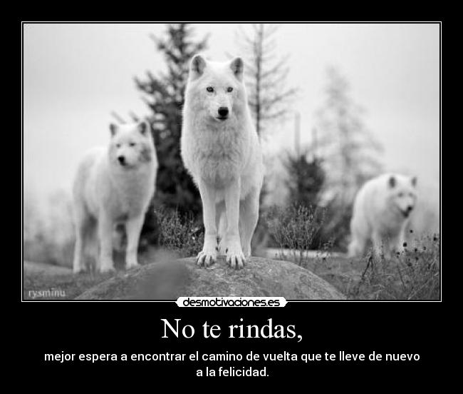 No te rindas, - mejor espera a encontrar el camino de vuelta que te lleve de nuevo
a la felicidad.