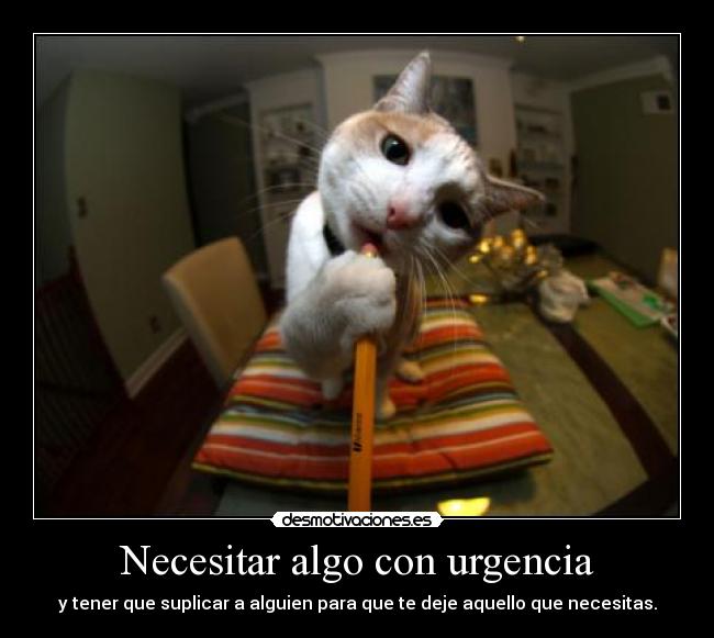 carteles suplicaaaas gato suplica que den secso gemelo23 desmotivaciones