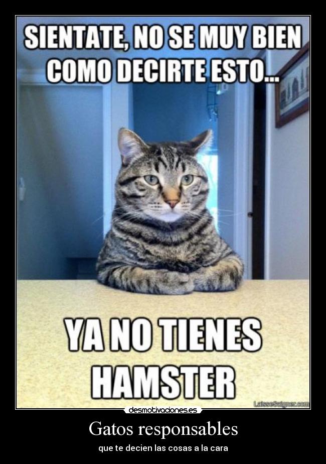 carteles gatos gatoshamnster desmotivaciones