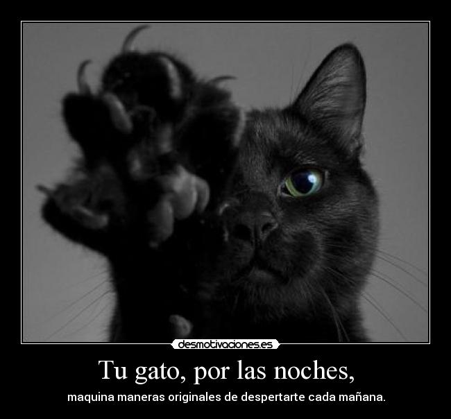Tu gato, por las noches, - 