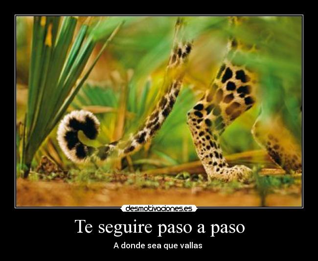 Te seguire paso a paso - A donde sea que vallas