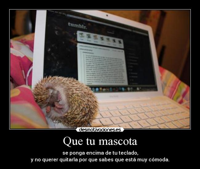 Que tu mascota - se ponga encima de tu teclado,
y no querer quitarla por que sabes que está muy cómoda.