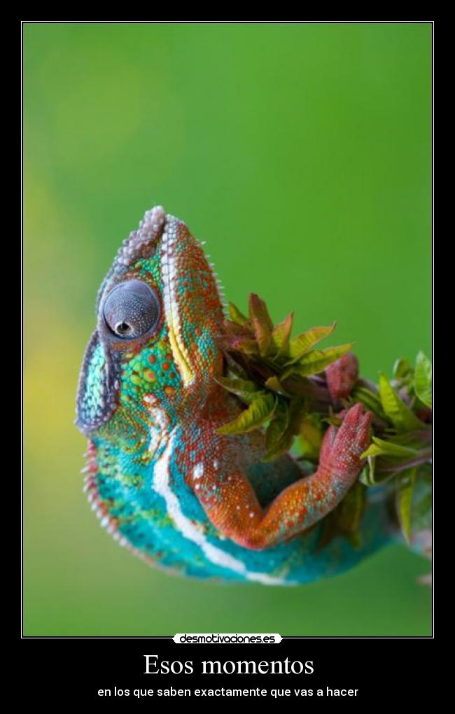 Esos momentos - en los que saben exactamente que vas a hacer