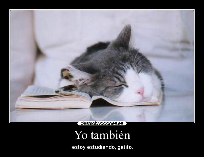 Yo también - estoy estudiando, gatito.