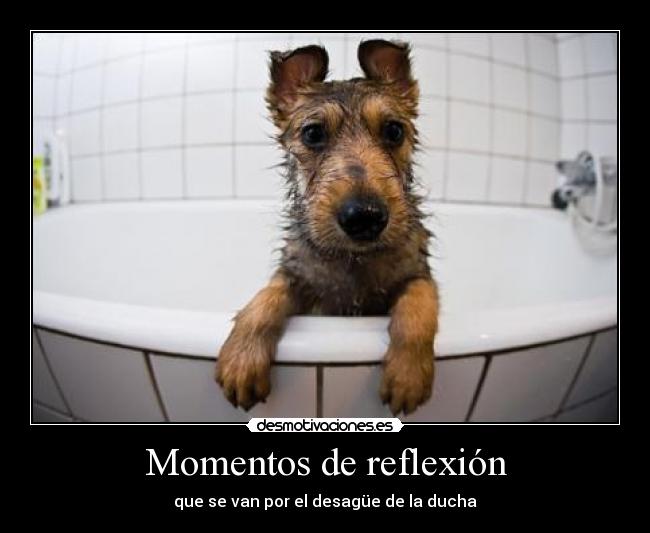 Momentos de reflexión - que se van por el desagüe de la ducha