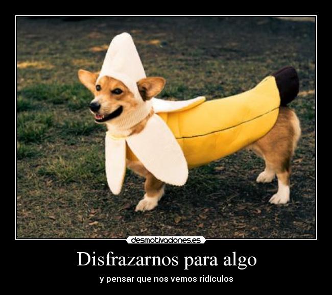 carteles fotos fotos perro guaf desmotivaciones