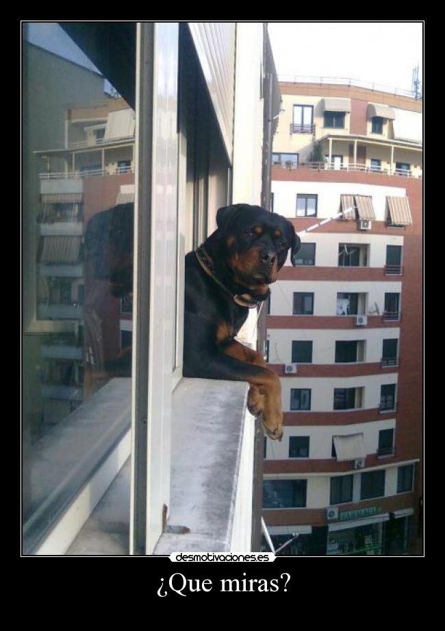 ¿Que miras? -