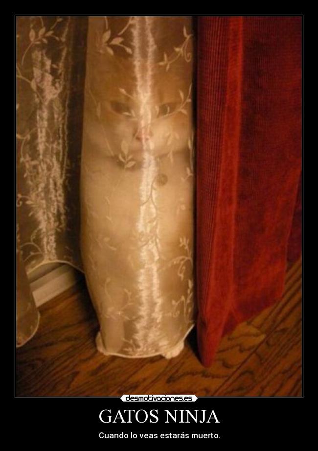 GATOS NINJA -
