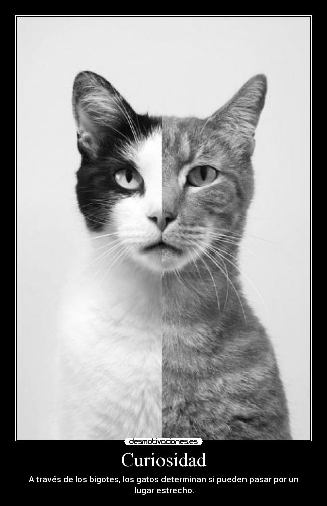 Curiosidad - A través de los bigotes, los gatos determinan si pueden pasar por un lugar estrecho.