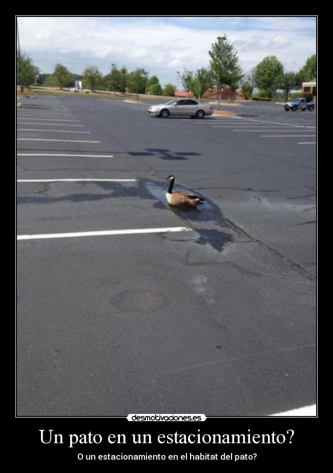 Un pato en un estacionamiento? - O un estacionamiento en el habitat del pato?