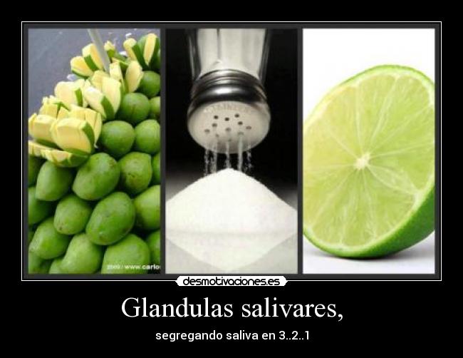 Glandulas salivares, - segregando saliva en 3..2..1