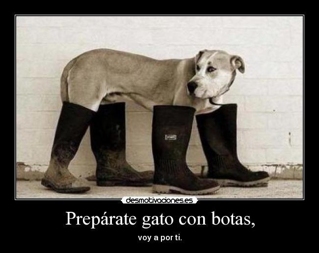 Prepárate gato con botas, - voy a por ti.