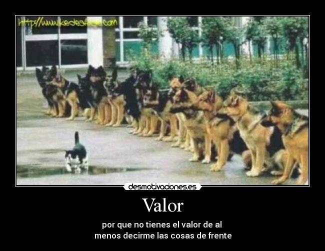 Valor - por que no tienes el valor de al 
menos decirme las cosas de frente