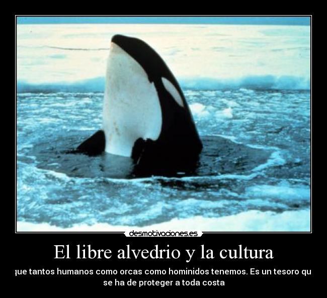 carteles orcas humanos monos poseedores gran tesoro desmotivaciones