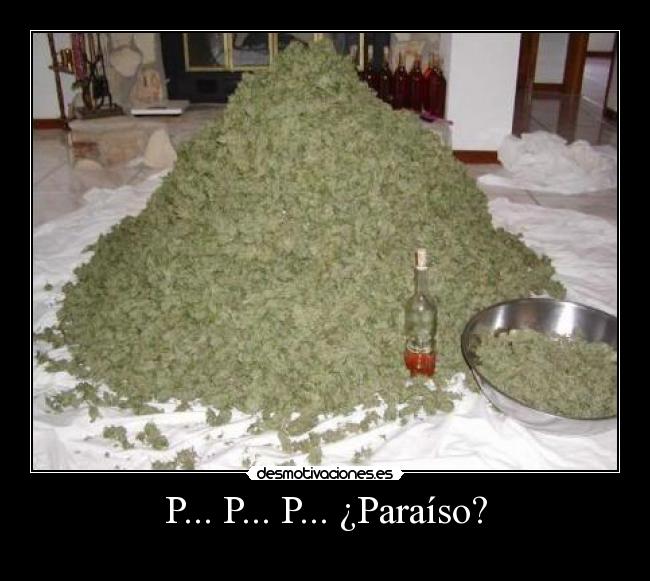 P... P... P... ¿Paraíso? -