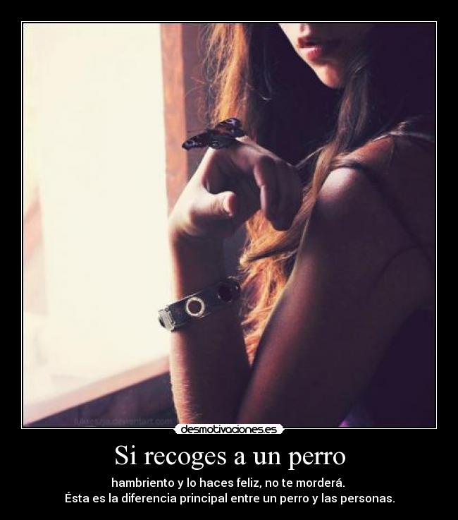 Si recoges a un perro - 