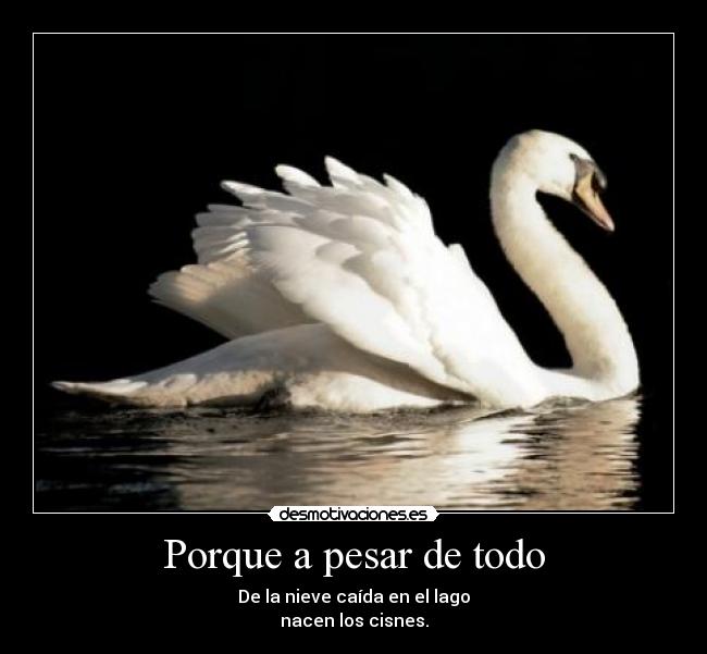 carteles greguerias cisnes desmotivaciones