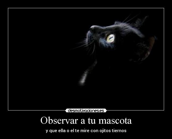 carteles observar mascota desmotivaciones