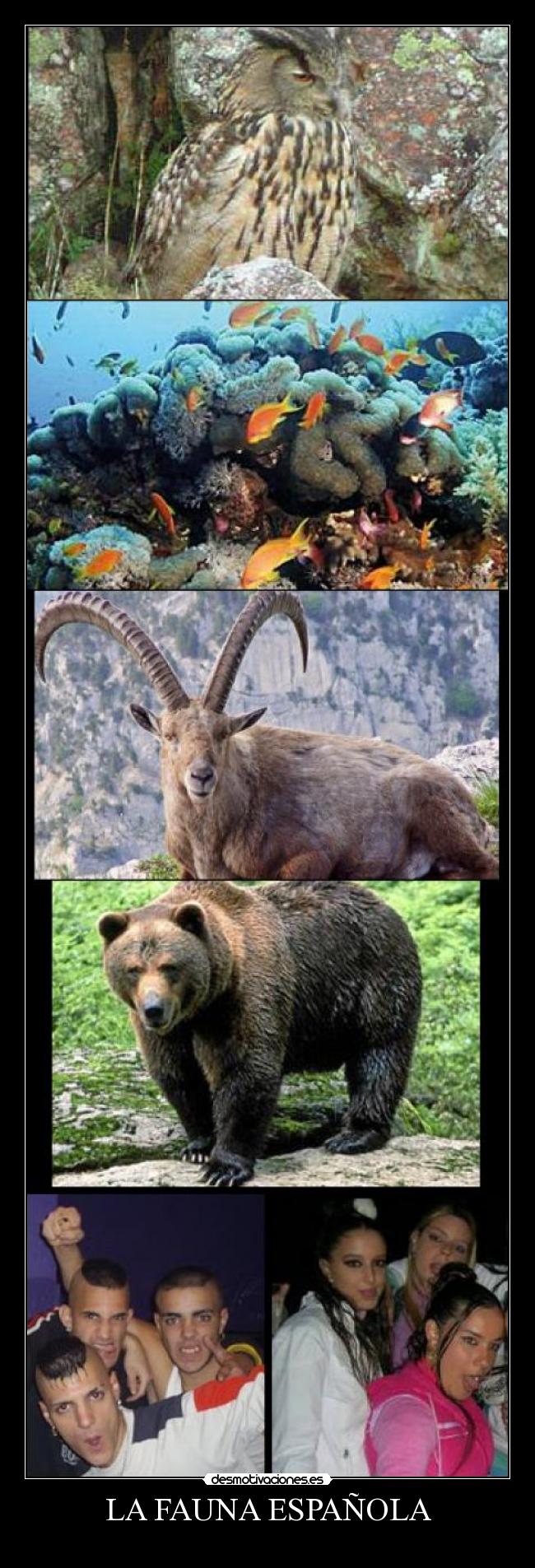 LA FAUNA ESPAÑOLA -