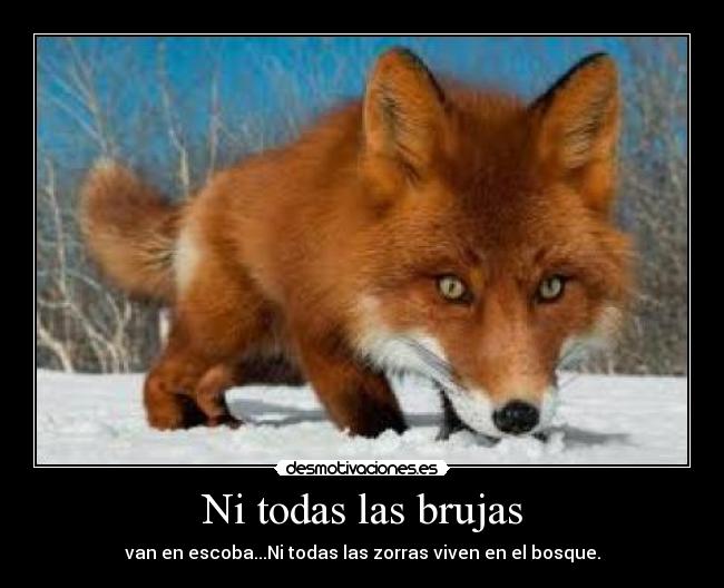 Ni todas las brujas - van en escoba...Ni todas las zorras viven en el bosque.