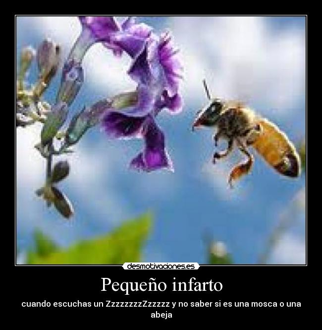 Pequeño infarto - cuando escuchas un ZzzzzzzzZzzzzz y no saber si es una mosca o una abeja