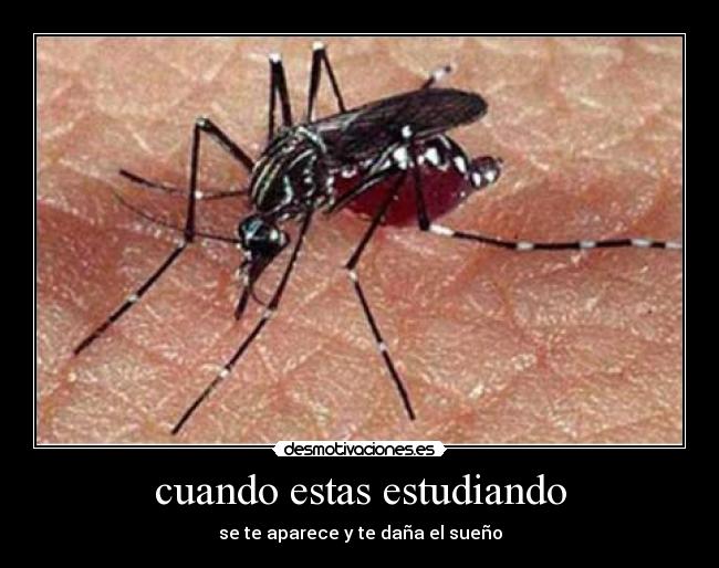cuando estas estudiando - se te aparece y te daña el sueño