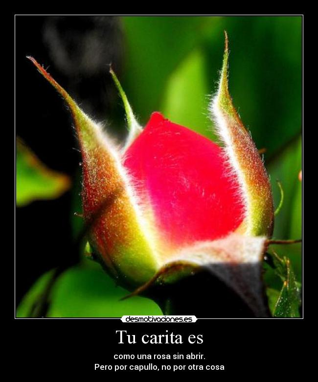 Tu carita es - como una rosa sin abrir.
Pero por capullo, no por otra cosa