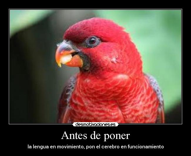 Antes de poner - 