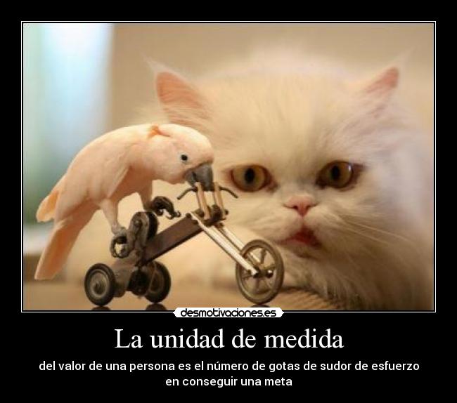 La unidad de medida -