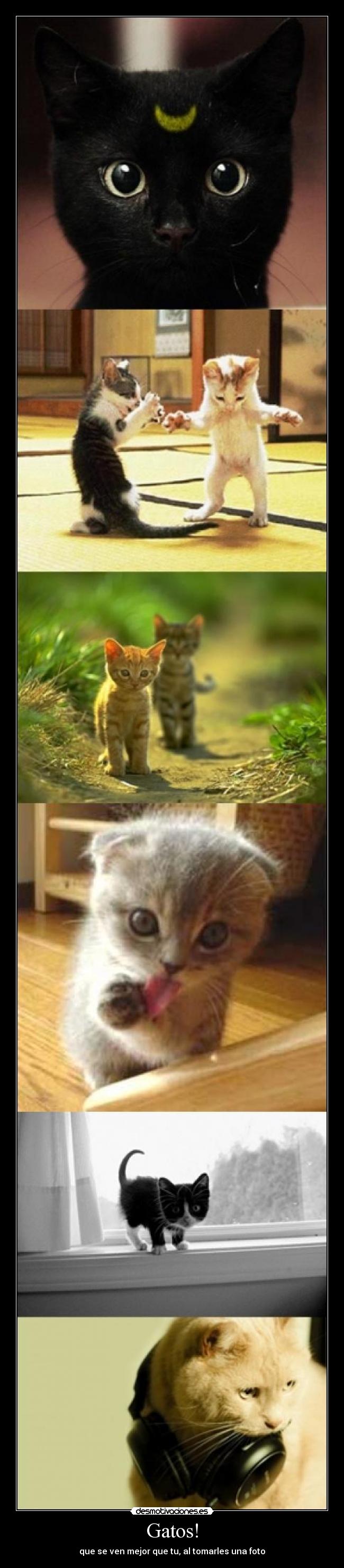 Gatos! - 