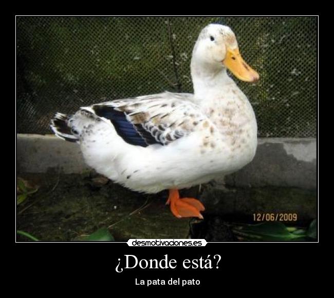 ¿Donde está? -