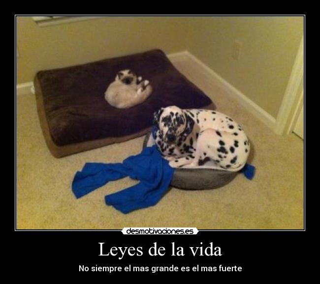 Leyes de la vida -