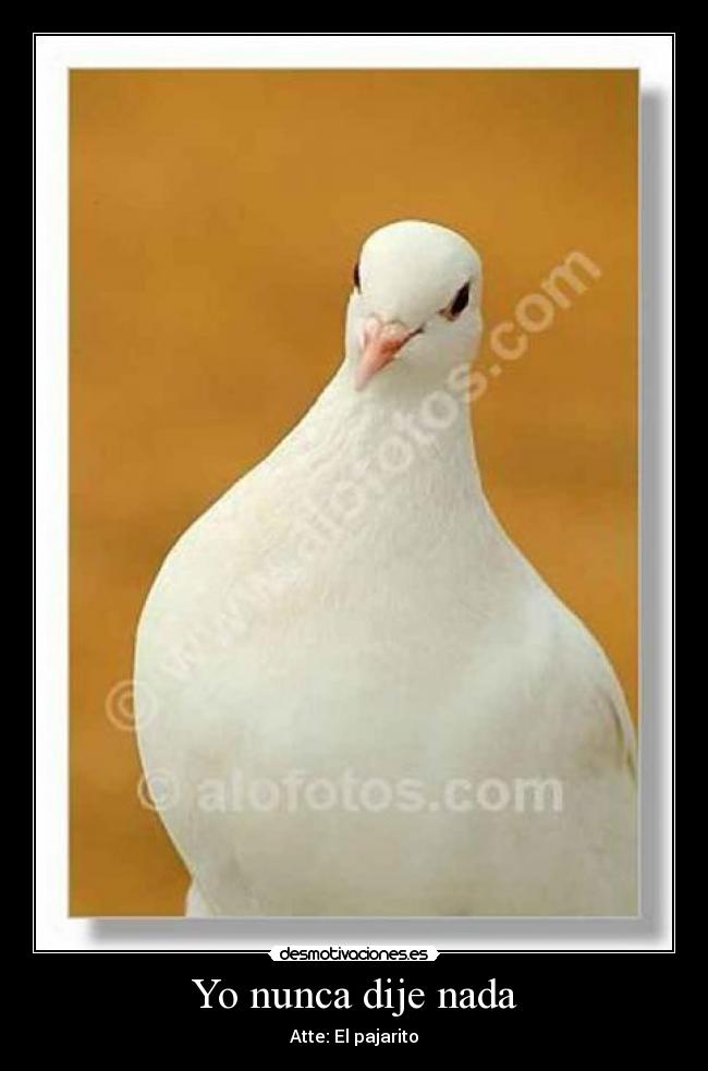 Yo nunca dije nada - Atte: El pajarito