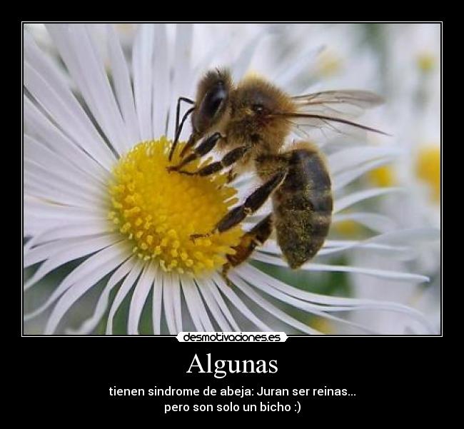 Algunas -