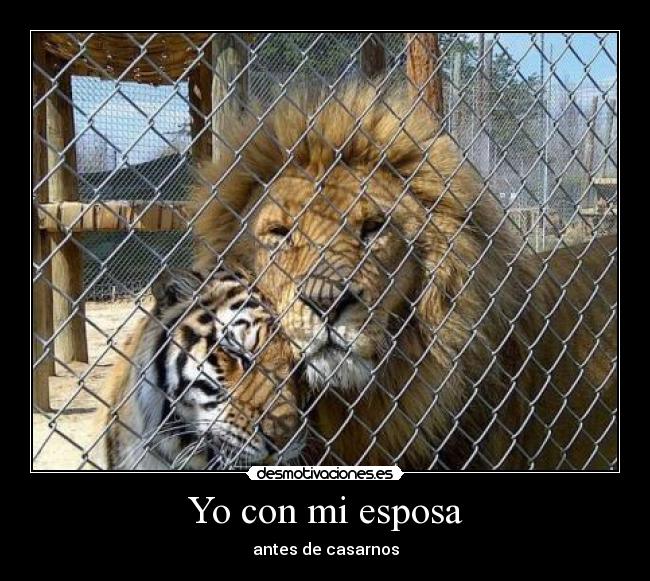 carteles leon tigre amistad desmotivaciones