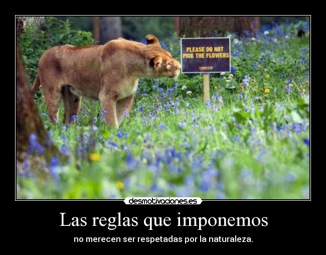 Las reglas que imponemos - 