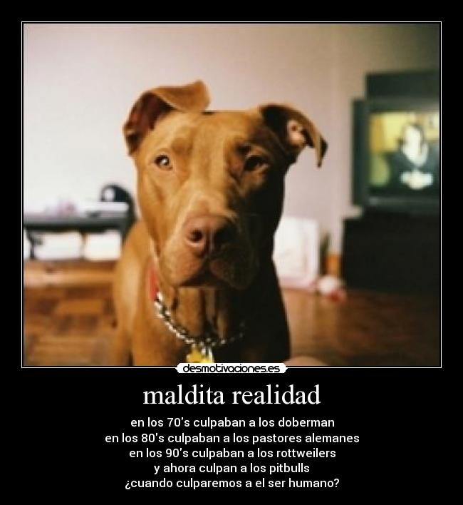 maldita realidad - en los 70s culpaban a los doberman
en los 80s culpaban a los pastores alemanes
en los 90s culpaban a los rottweilers
y ahora culpan a los pitbulls
¿cuando culparemos a el ser humano?