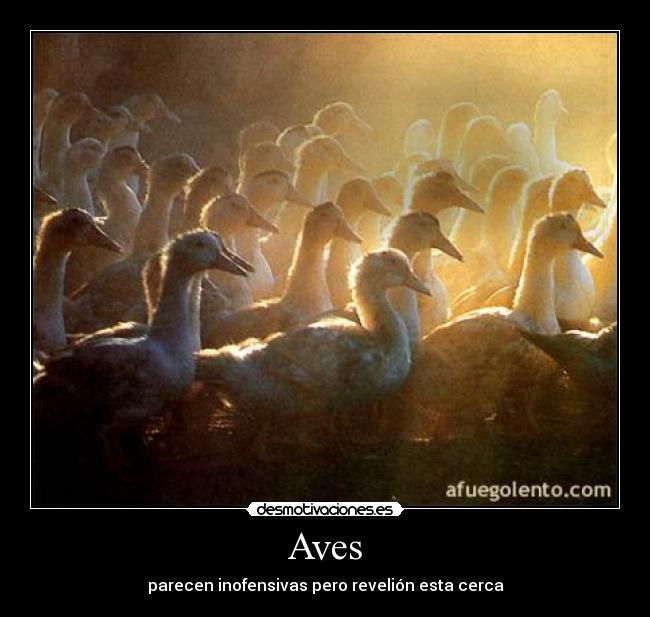 Aves - parecen inofensivas pero revelión esta cerca