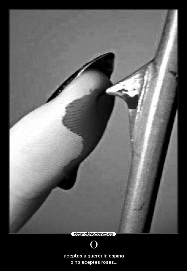 O - aceptas a querer la espina
o no aceptes rosas...