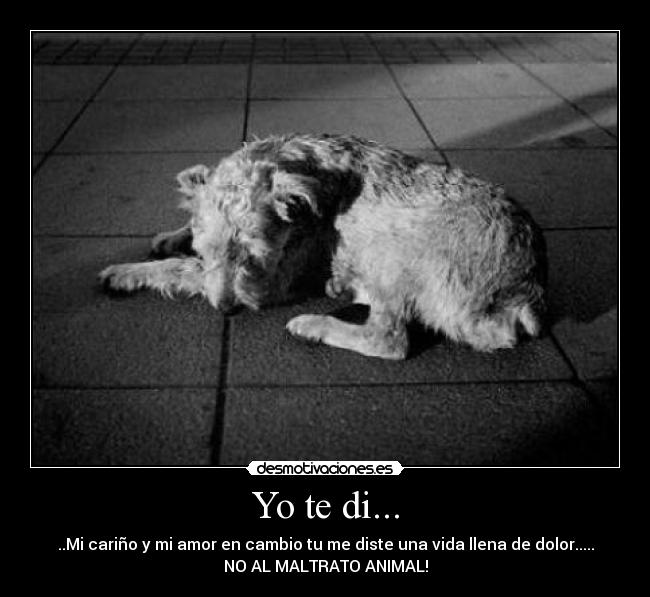 Yo te di... - ..Mi cariño y mi amor en cambio tu me diste una vida llena de dolor.....
NO AL MALTRATO ANIMAL!