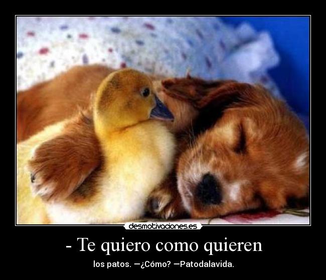 - Te quiero como quieren - los patos. —¿Cómo? —Patodalavida.