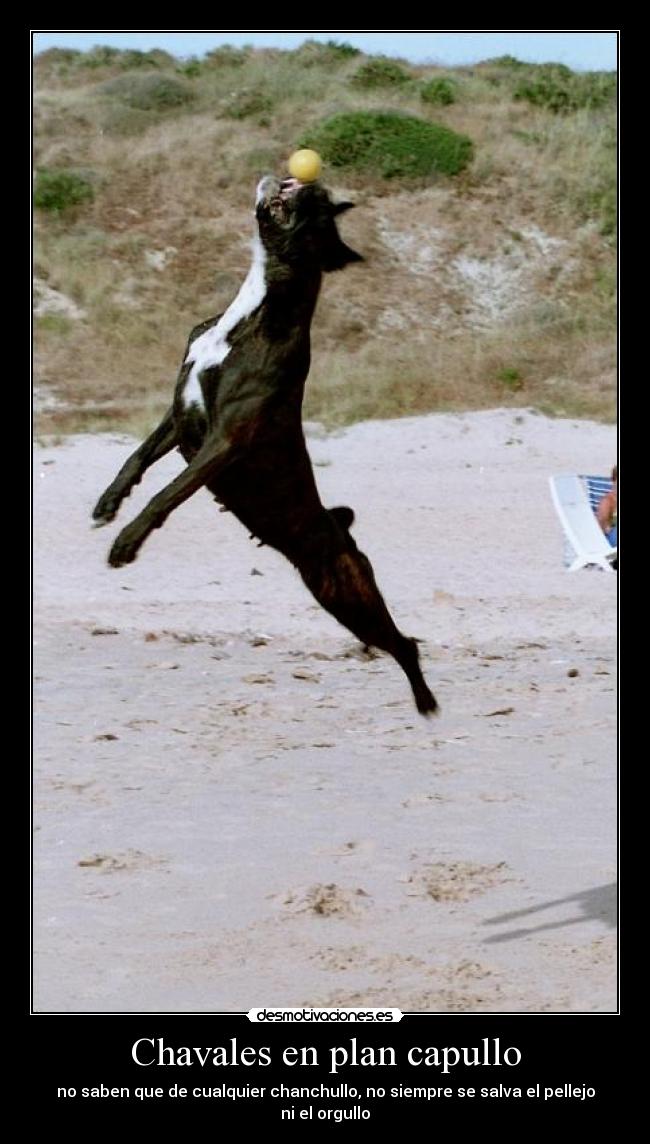 Chavales en plan capullo - no saben que de cualquier chanchullo, no siempre se salva el pellejo ni el orgullo