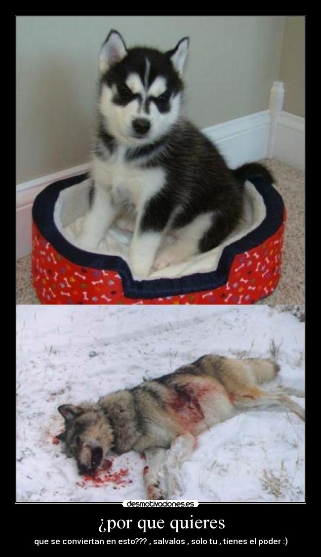 ¿por que quieres - que se conviertan en esto??? , salvalos , solo tu , tienes el poder :)