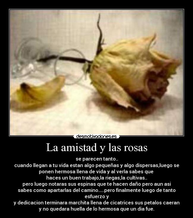 La amistad y las rosas - se parecen tanto..
cuando llegan a tu vida estan algo pequeñas y algo dispersas,luego se
ponen hermosa llena de vida y al verla sabes que
haces un buen trabajo,la riegas,la cultivas..
pero luego notaras sus espinas que te hacen daño pero aun asi
sabes como apartarlas del camino.....pero finalmente luego de tanto
esfuerzo y
y dedicacion terminara marchita llena de cicatrices sus petalos caeran
y no quedara huella de lo hermosa que un dia fue.