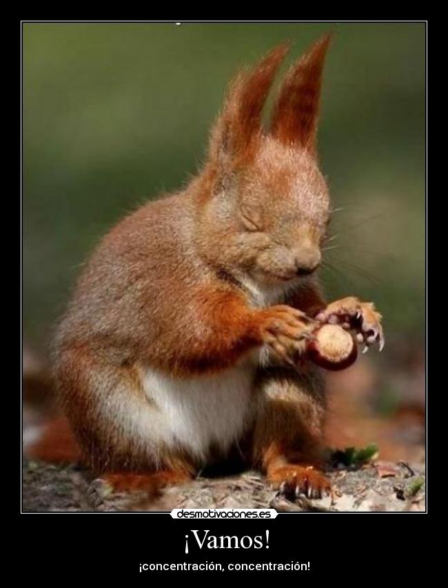 ¡Vamos! - ¡concentración, concentración!