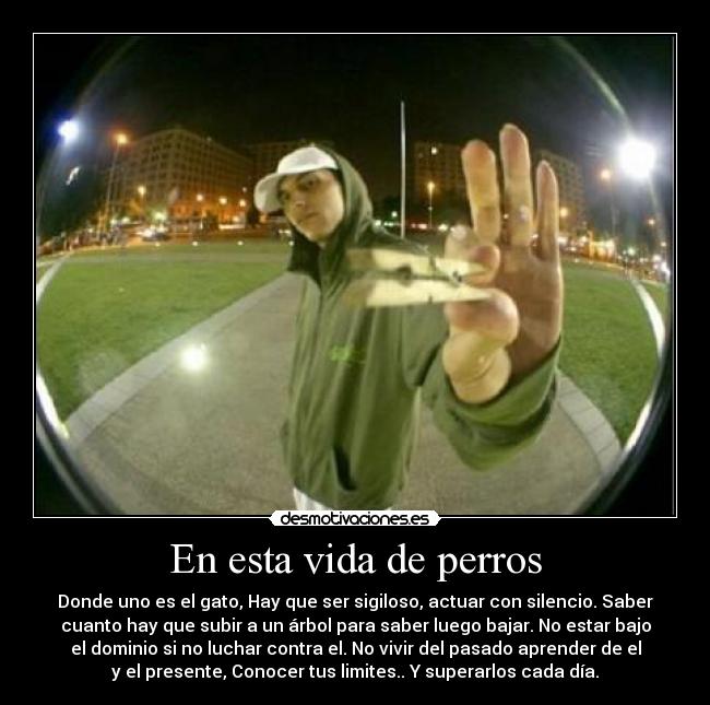 En esta vida de perros - Donde uno es el gato, Hay que ser sigiloso, actuar con silencio. Saber
cuanto hay que subir a un árbol para saber luego bajar. No estar bajo
el dominio si no luchar contra el. No vivir del pasado aprender de el
y el presente, Conocer tus limites.. Y superarlos cada día.