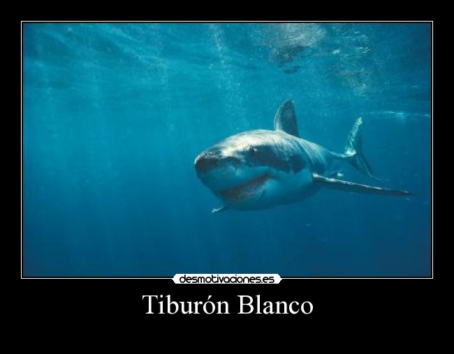 Tiburón Blanco - 