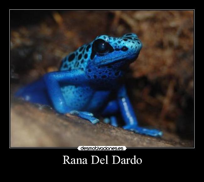 Rana Del Dardo - 