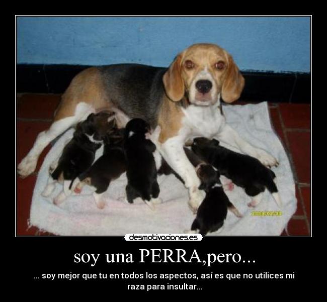 soy una PERRA,pero... - ... soy mejor que tu en todos los aspectos, así es que no utilices mi
raza para insultar...