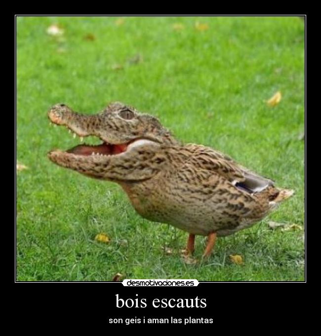 bois escauts - son geis i aman las plantas